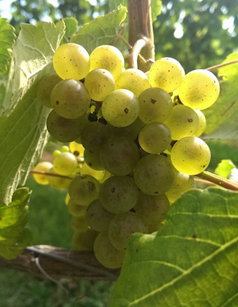 Albariño | Virginia Wine